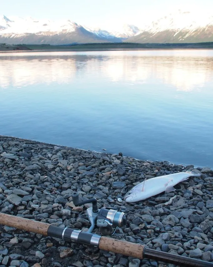 Buscando el Salmon Chinook